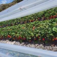 My strawberry farm - pick your own | 71 Stoney Rd, Gnangara WA 6077, Australia