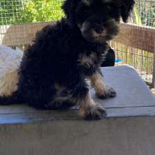 Oodles of schnoodles | Rupert Rd, East Warburton VIC 3799, Australia