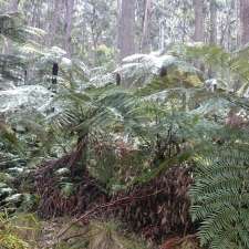 Butterleaf National Park | Deepwater NSW 2371, Australia