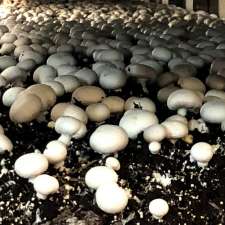 Parwan Valley Mushrooms | 535 Aerodrome Rd, Parwan VIC 3340, Australia