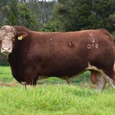 JARRAVALE Simmentals | 45 Green Pigeon Rd, Horseshoe Creek NSW 2474, Australia