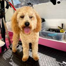 Fluffy Butts Dog Grooming | 1 Hume St, Ringwood East VIC 3135, Australia