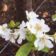 Nannup Fresh Fruit | 3404 Balingup Rd, Nannup WA 6275, Australia