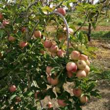 The Big Bowl of Fruit | 2093 Bells Line of Rd, Bilpin NSW 2758, Australia