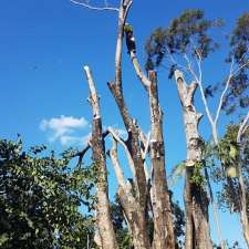 Hervey Bay Tree Services | 41 Doolong Rd, Kawungan QLD 4655, Australia