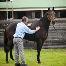 Remedial Horse Massage | 693 Bellingen Rd, Missabotti NSW 2449, Australia