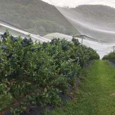 Mt Nimmel Blueberry Farm | 466 Austinville Rd, Austinville QLD 4213, Australia