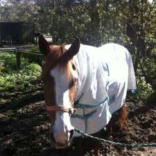 AAA Horse Riding & More | 252 Mount Nellinda Rd, Cooranbong NSW 2265, Australia