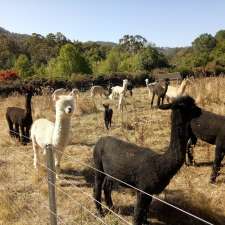 Mossvale Alpacas | O'Hallorans Rd, Geeveston TAS 7116, Australia