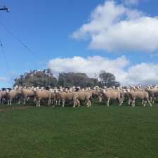 Wanden White Suffolk Stud | 351 Willigobung Rd, Tumbarumba NSW 2653, Australia