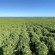 Barunga Grains | 166 Venning Rd, Bute SA 5560, Australia