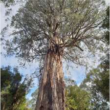 Ada Tree - Ada VIC 3833, Australia