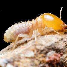 Detecta-Pest & Termite - Grafton | 150 Cambridge St, South Grafton NSW 2460, Australia