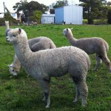 Cardiff Alpacas | 165 Nicholsons Ln, Harwood NSW 2465, Australia