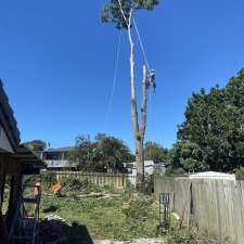 Logan City Tree Experts | 27 Holles St, Waterford West QLD 4133, Australia