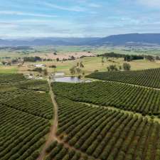 Truffles of Tasmania | 110 Trickett Rd, Needles TAS 7304, Australia