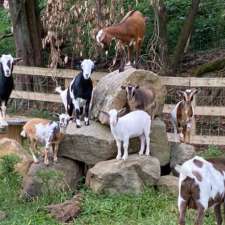 Springhill Farm Miniature Goats | Sheaffes Rd, Dombarton NSW 2530, Australia