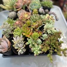 Cactus and Succulents Western Suburbs | 66 Barries Rd, Melton VIC 3337, Australia