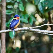 Kingfisher Park Birdwatchers Lodge | RN6 Mount Kooyong Rd, Julatten QLD 4871, Australia