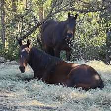 Suzanne Underwood Equine Assisted Therapy | Narrowleaf Rd, Advancetown QLD 4211, Australia