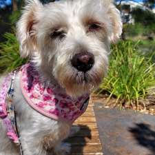 Shell Cove Vet Clinic | Shop 12/101 Cove Blvd, Shell Cove NSW 2529, Australia