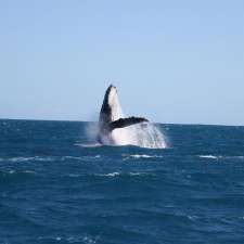 Reefwalker Ocean Discovery | 166 Grey St, Berth 1, Maritime Facility, Kalbarri WA 6536, Australia