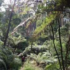 Mount Buangor State Park | Ferntree Gully Rd, Raglan VIC 3373, Australia