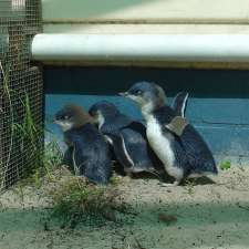 Little Penguin Observation Centre | Parsonage Point, Parklands TAS 7320, Australia