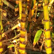 Hillside Bamboo Nursery | 1416 Porongurup Rd, Porongurup WA 6324, Australia