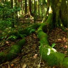 Cooper Creek Wilderness Daintree Rainforest | 2333 Cape Tribulation Rd, Cape Tribulation QLD 4873, Australia