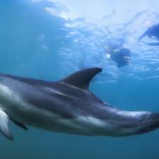 Moonraker Dolphin Swims | Esplanade, Sorrento VIC 3943, Australia