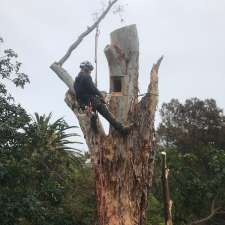 Kiama tree care | 51 Old Saddleback Rd, Kiama NSW 2533, Australia