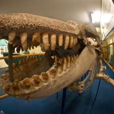 Eden Killer Whale Museum | 184 Imlay St, Eden NSW 2551, Australia