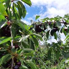 Gerry's Cherries | 99 Akhurst Rd, Borenore NSW 2800, Australia