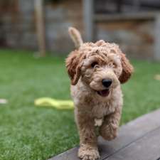 Burrinjuck Labradoodles | 93 Yarrabee Rd, Markwood VIC 3678, Australia