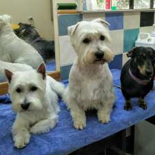 Professional Dog Grooming | 41 Dog Trap Rd, Ourimbah NSW 2258, Australia