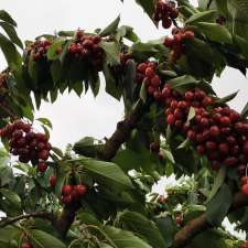 Lanidale Cherry Orchard | north 3139, 235 Beenak Rd, Wandin North VIC 3139, Australia