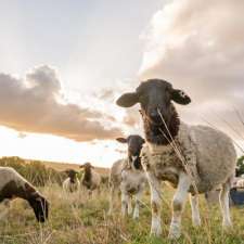 Local Dorper Lamb | 16 Greengate Rd, Bexhill NSW 2480, Australia