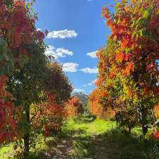 Waterwheel Persimmon Orchard | 7 Waterwheel Rd, Bedfordale WA 6112, Australia