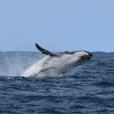 Whale Watch Western Australia | Leeuwin Rd, Augusta WA 6290, Australia