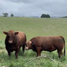 Willowvale Red Angus | 349 Jeetho Rd, Jeetho VIC 3945, Australia