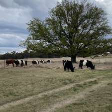 lenore livestock | 328 Catarrh Creek Rd, Torrington NSW 2371, Australia