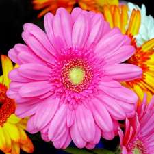 Simply Gorgeous Blooms | 2B Lonsdale St, McCrae VIC 3938, Australia