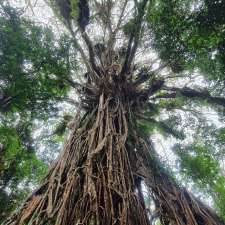 Cathedral Fig Tree | Cathedral Fig Tree, Danbulla Rd, Danbulla QLD 4872, Australia