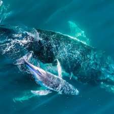 Whale Watching Terrigal | Terrigal NSW 2260, Australia
