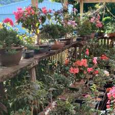 Bonsai Gifts Nursery | 19 Stubbin St, Belivah QLD 4207, Australia