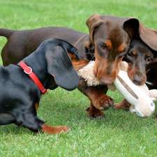 dachshund puppies for sale in Australia | L Rd, The Pilliga NSW 2388, Australia