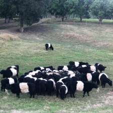 Ironbark Belted Galloway Stud | 155 Staffords Rd, Numinbah Valley QLD 4211, Australia