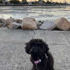 Manny Park Puppies - Sunshine Coast | Hunchy Rd, Hunchy QLD 4555, Australia