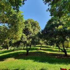 Nimbin Organic Macadamia Nuts | Tuntable Creek Rd, Nimbin NSW 2480, Australia